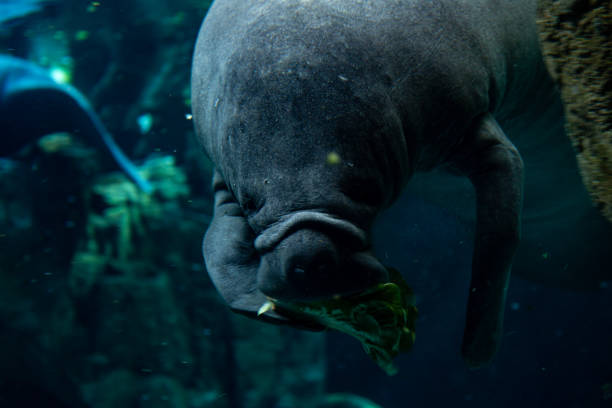 istock Animal in the water eating vegetable 2177708509