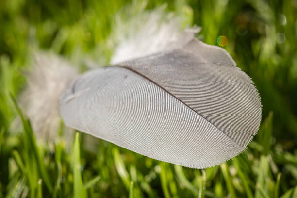 A close up of feather detail, with a shallow depth of field