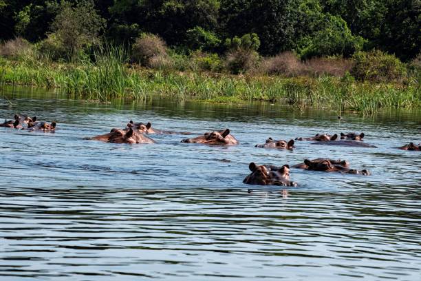 istock Hippopotamus in water close up 2177709856