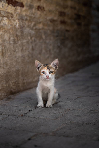 Cat on the street surrounding Fes, city of Morocco, sad face