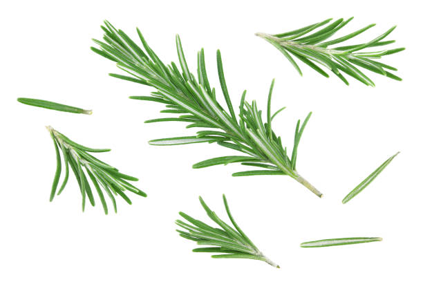 istock rosemary leaves isolated on white background. clipping path 2177716376