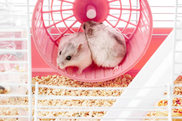 istock A playful hamster runs energetically on its wheel inside a bright, colorful cage 2177717204