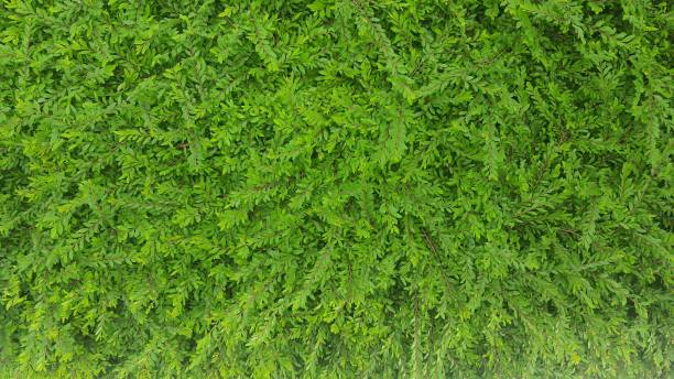 istock Natural green dark background. Plant and herb texture. Beautiful background. 2177717279