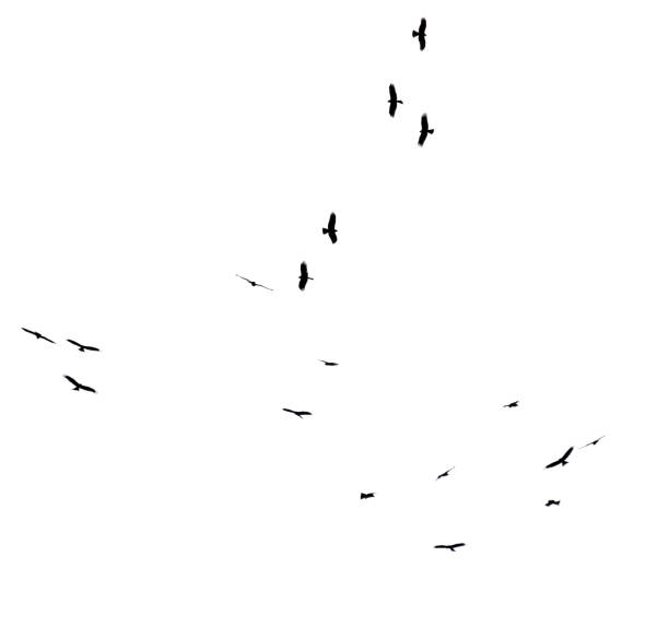 istock A flock of birds in flight isolated on a white background 2177718140