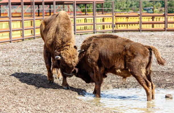 istock Two bisons are fighting in the park 2177718316