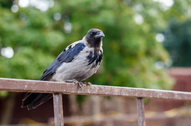A crow is perched on a metal fence. The bird is black and white, with a black head and a gray body. The fence is made of metal and is located in a park. The scene is peaceful and quiet