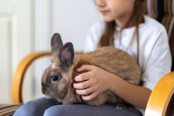 istock A pretty little girl is playing with a pet rabbit. Pets concept. 2177718565