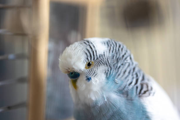 Blue and white budgerigar. Pets concept and domestic birds. High quality photo