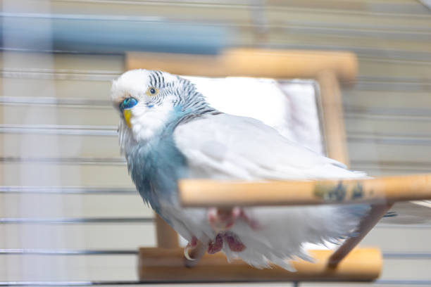 istock Blue and white budgerigar. Pets concept and domestic birds. 2177718578