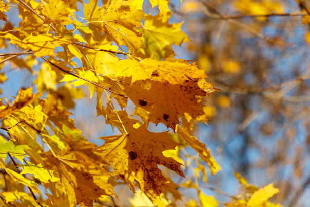 Yellow leaves on a maple tree in autumn.