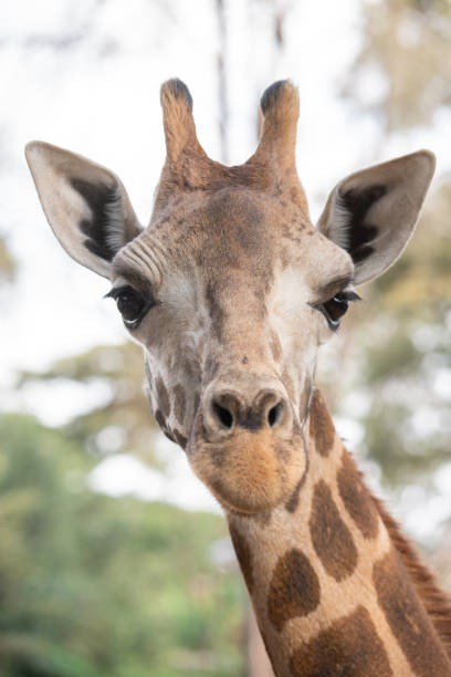istock a giraffe with a black eye and a white patch on its face. 2177720456