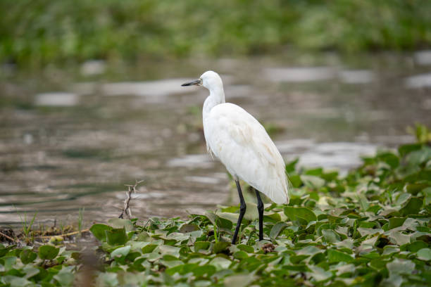 istock a Egretta garzetta on Lake Naivasha 2177720489