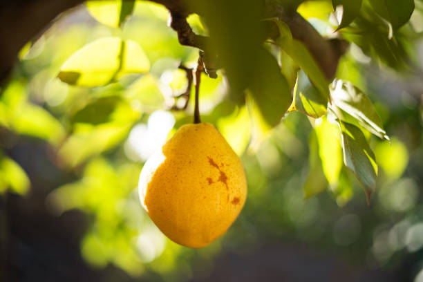 Branch with natural yellow pears on blurred background of sunny pears orchard.