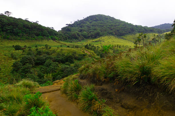 istock Footpath through Horton Plains, at dawn, in September, 2024. 2177720521