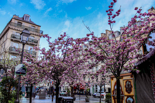 Image of some trees with pink flowers in the streets of the city of Paris