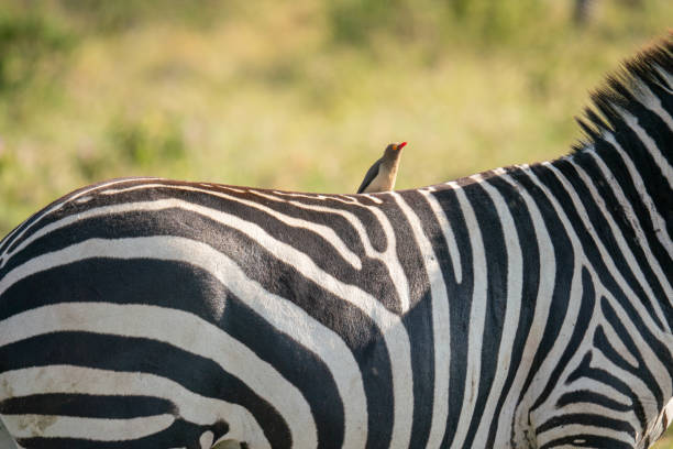 istock A red-billed bull starling standing on a zebra's back. 2177721144