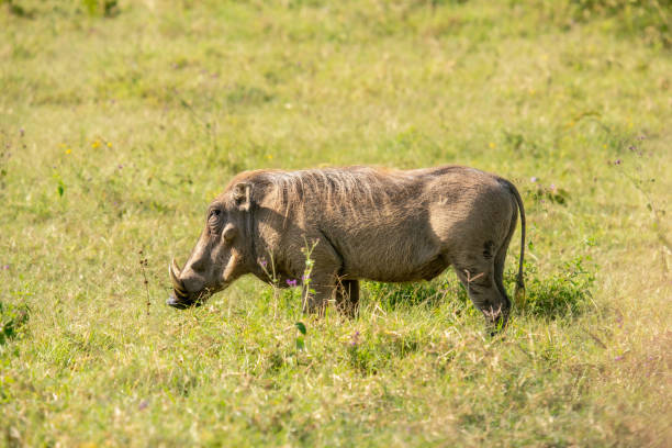 istock warthog in Nakuru National Park 2177721171
