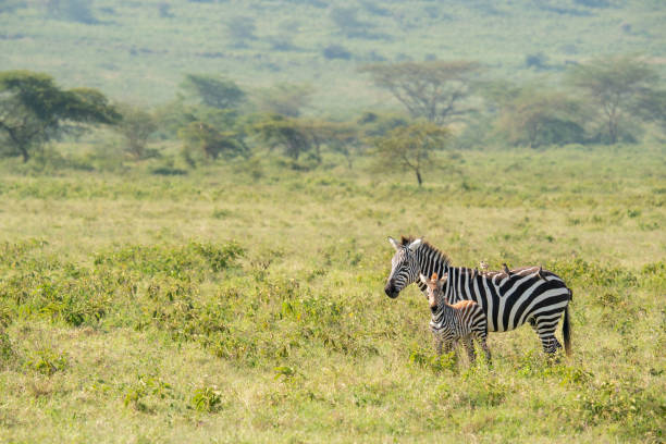 Mother zebra and her cubs roam Nakuru National Park.