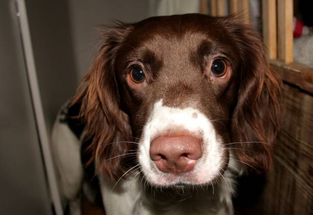 Portrait of a English springel spaniel dog