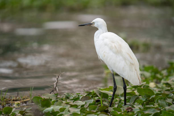 istock a Egretta garzetta on Lake Naivasha 2177721696