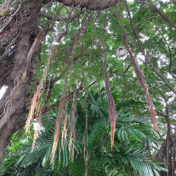 istock Tropical plants are used to decorate many different locations 2177721929