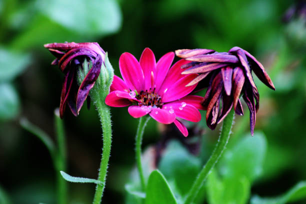 Dimorphotheca ecklonis, also known as Cape Marguerite, African daisy, Van Staden's River daisy, Sundays River daisy, white daisy bush, blue-and-white daisy bush, star of the veldt, Kaapse magriet, jakkalsbos, Vanstadensrivier madeliefie dimorphotheca ecklonis, también conocida como margarita del cabo, margarita africana, margarita del río de van staden, margarita del río de los domingos, arbusto de margarita blanca, arbusto de margarita azul y blanco, estrella del veldt, kaapse magriet