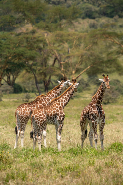 istock Both giraffes look in one direction at the same time, and the other giraffe looks into the camera 2177723017
