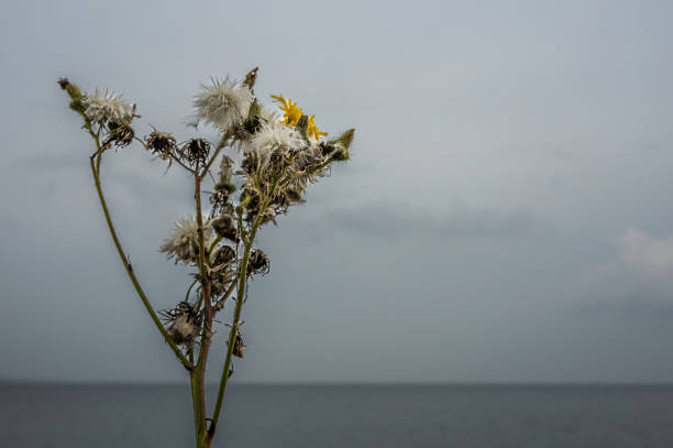 thistle with seed pods, thorns and a yellow flower against a blurred ocean, Denmark, September 24, 2024