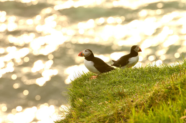 istock Puffins on Mykines island 2177723258