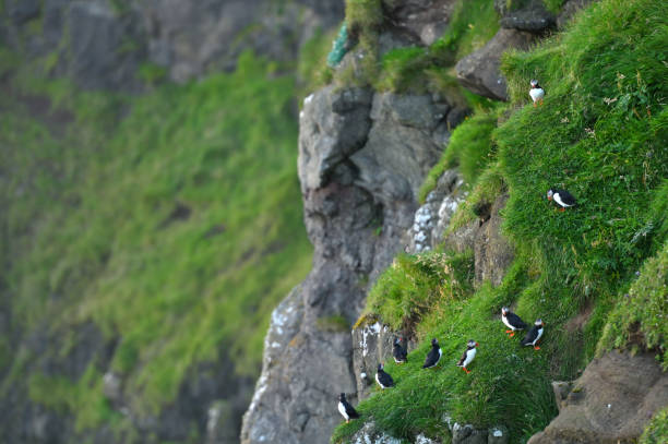 Puffins on Mykines island
