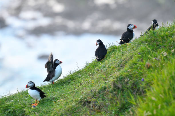 istock Puffins on Mykines island 2177723265