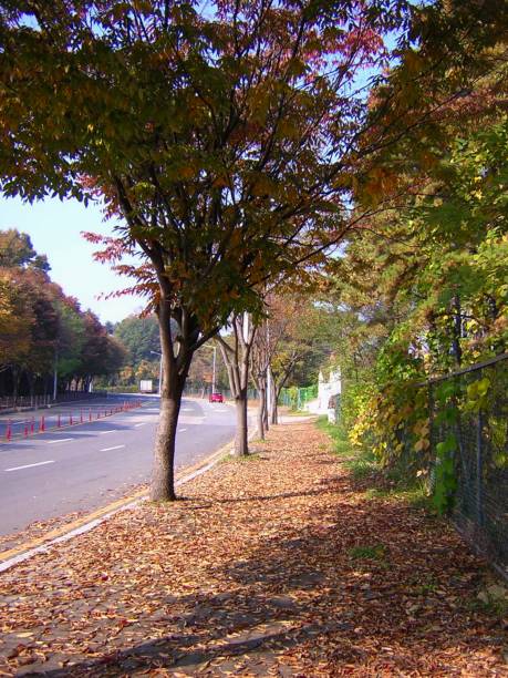 istock Autumn forest background. Bright color tree, red orange foliage in autumn park. Nature changes Yellow leaves in october season Basking in blue heart shape sky Weather sunny day, bright light banner frame 2177723396