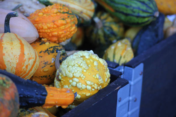 A lot of small pumpkins in different shape and colors
