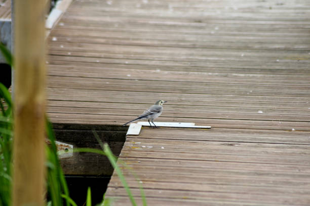 A little white wagtail bird out on an adventure