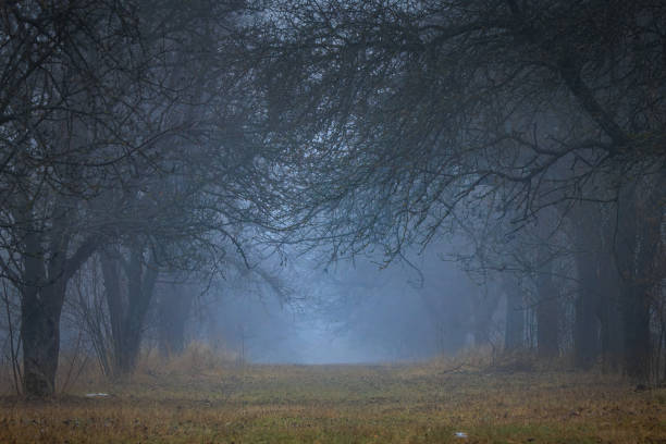 A beautiful nature photo of a frosty morning, as the mist descends among the trees in a deserted, barren orchard.The image captures the serene and quiet beauty of the moment, making it perfect for use in various holiday cards or as a seasonal background. una hermosa foto de la naturaleza de una mañana helada, mientras la niebla desciende entre los árboles en un huerto desierto y estéril. la imagen captura la belleza serena y tranquila del momento, lo que la hace perfecta para usar en varias tarjetas nav