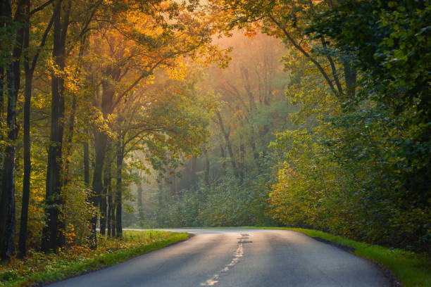 istock Sunrise on an autumn avenue 2177729168