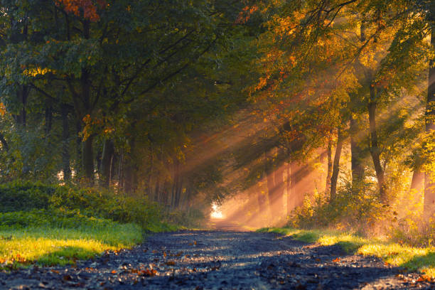 istock Sunrise on an autumn avenue 2177729169