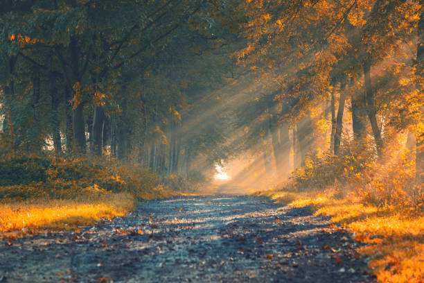 istock Sunrise on an autumn avenue 2177729188
