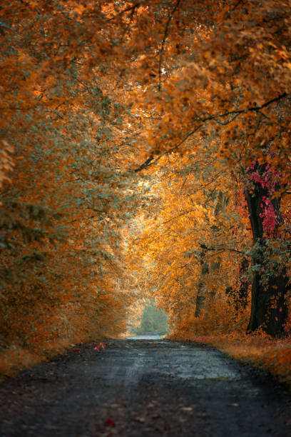 istock Sunrise on an autumn avenue 2177729427