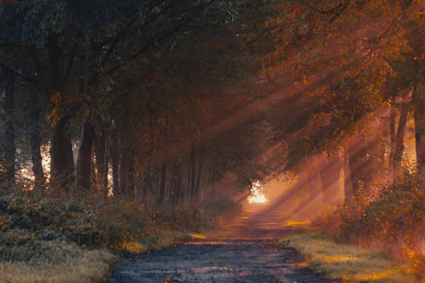 Wonderful autumn sunrise, foggy morning with the first rays of the sun on the alley in the park with trees, autumn wallpaper, background for your design