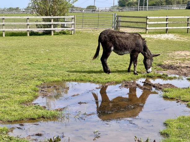 A black pony is drinking from a pool of water. It’s reflection showing in the water