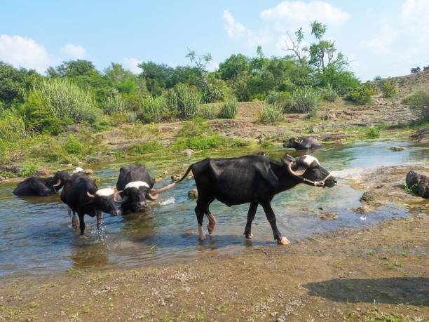 istock Indian water buffalo in water 2177733023