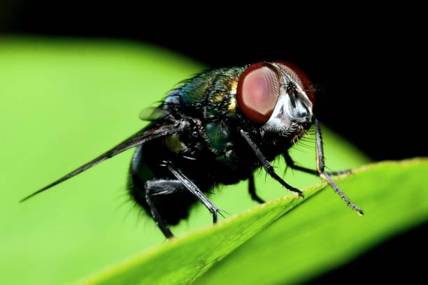 istock Closed up fly insect on green leaf. 2177735076