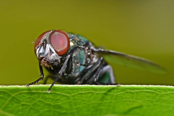 istock Closed up fly insect on green leaf. 2177735083