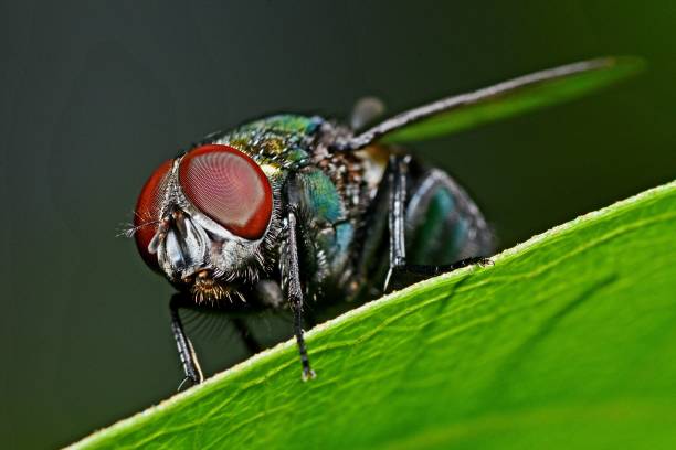 istock Closed up fly insect on green leaf. 2177735088