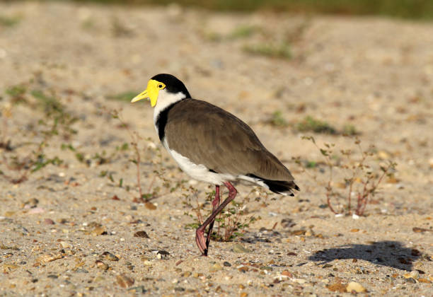 Masked Lapwing bird standing on sandy ground with sparse vegetation