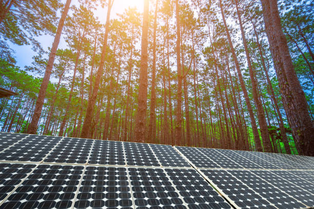 photovoltaic solar power panel on larch forest summer with different trees, Alternative energy concept,Clean energy,Green energy.