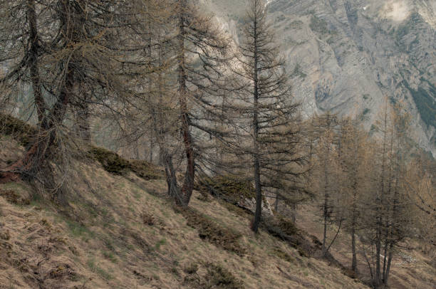 istock Panorama of the Maritime Alps in spring 2177737577