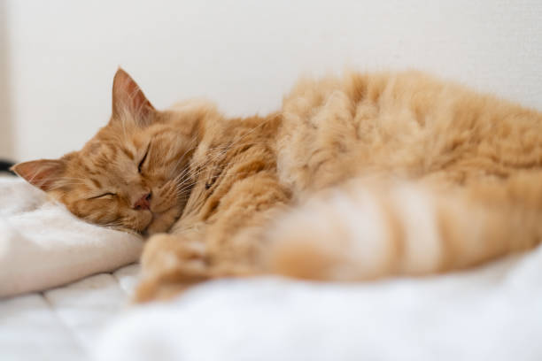 istock Cute cat relaxing in the room 2177738225