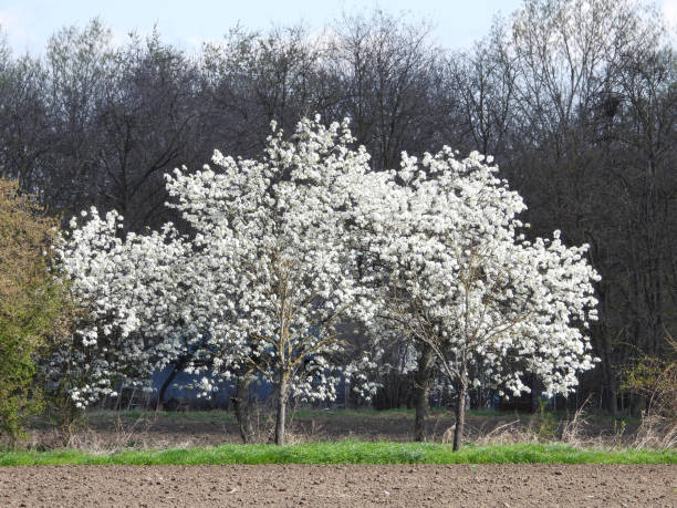 istock spring in rural landscape in Vojvodina 2177738286